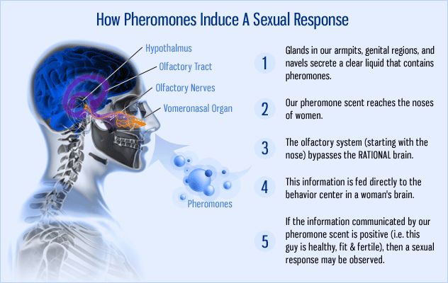 pheromone